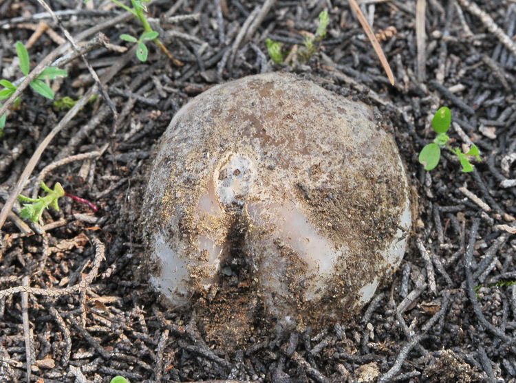 Sarcosphaera coronaria